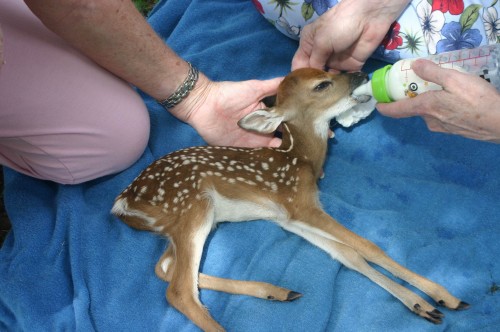 Baby Deer.JPG (392 KB)